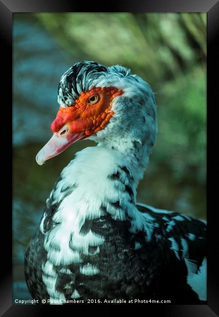 Muscovy Duck (cairina moschata) male Framed Print by Paul Chambers
