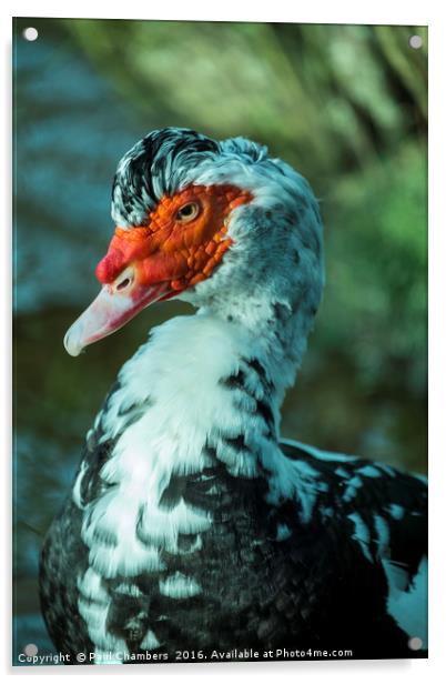 Muscovy Duck (cairina moschata) male Acrylic by Paul Chambers