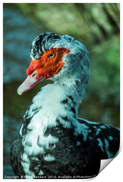 Muscovy Duck (cairina moschata) male Print by Paul Chambers