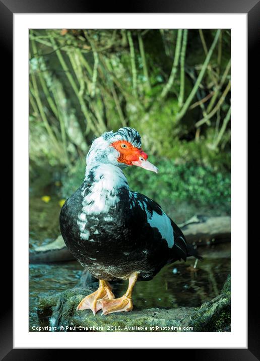 Muscovy Duck (cairina moschata) male in the New Fo Framed Mounted Print by Paul Chambers