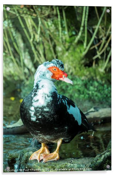 Muscovy Duck (cairina moschata) male in the New Fo Acrylic by Paul Chambers