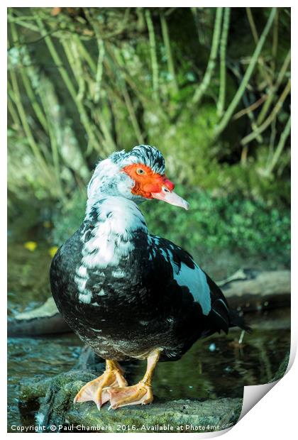 Muscovy Duck (cairina moschata) male in the New Fo Print by Paul Chambers