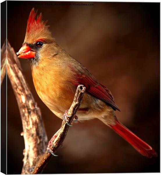 Female Northern Cardinal  Canvas Print by Paul Mays