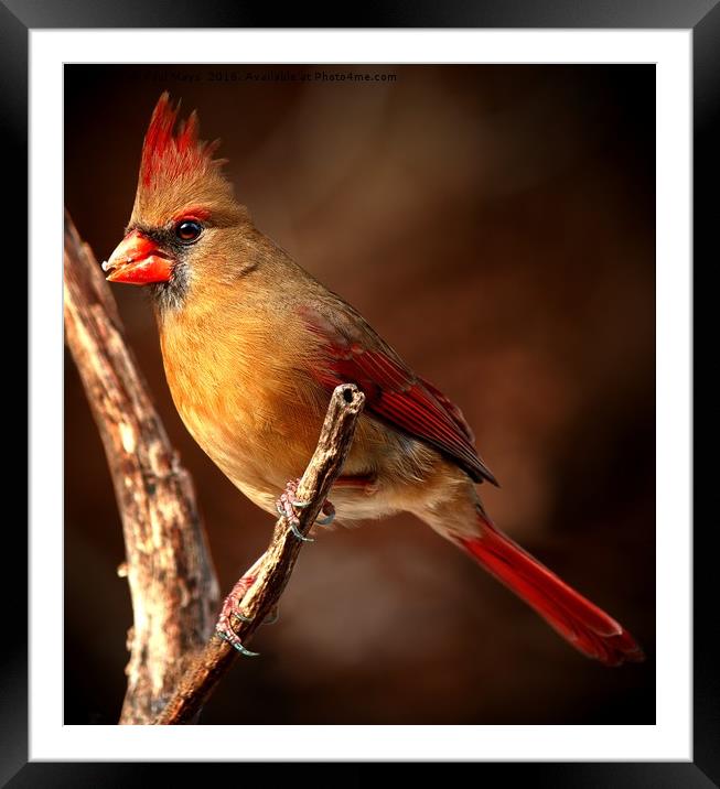 Female Northern Cardinal  Framed Mounted Print by Paul Mays
