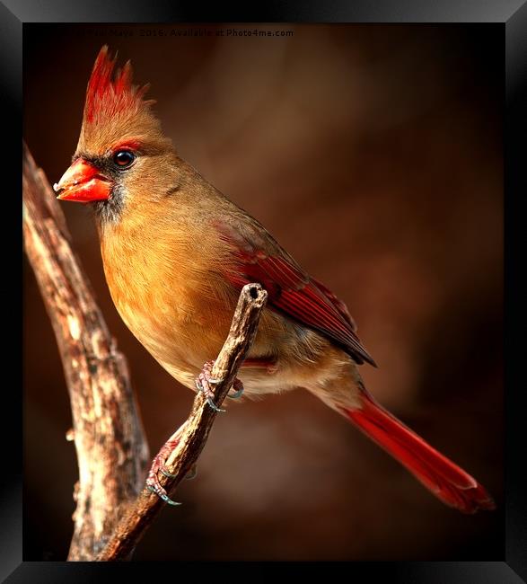 Female Northern Cardinal  Framed Print by Paul Mays