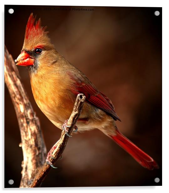 Female Northern Cardinal  Acrylic by Paul Mays