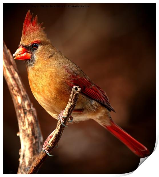 Female Northern Cardinal  Print by Paul Mays