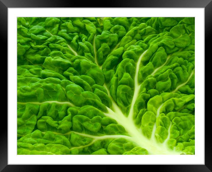 Cabbage Framed Mounted Print by Victor Burnside