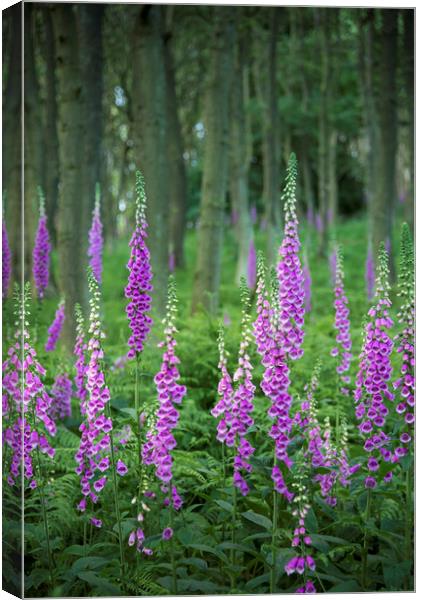 Summer Foxgloves in the woods Canvas Print by Andrew Kearton