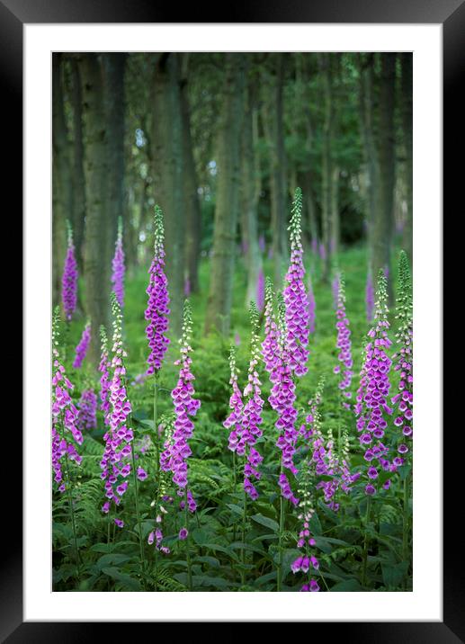 Summer Foxgloves in the woods Framed Mounted Print by Andrew Kearton