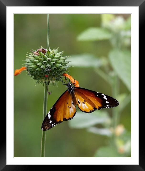 Butterfly Series 4 Framed Mounted Print by John Pipes