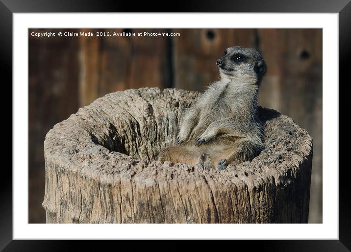 Relaxed Meerkat in the Sun Framed Mounted Print by Claire Wade