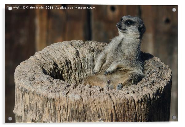 Relaxed Meerkat in the Sun Acrylic by Claire Wade