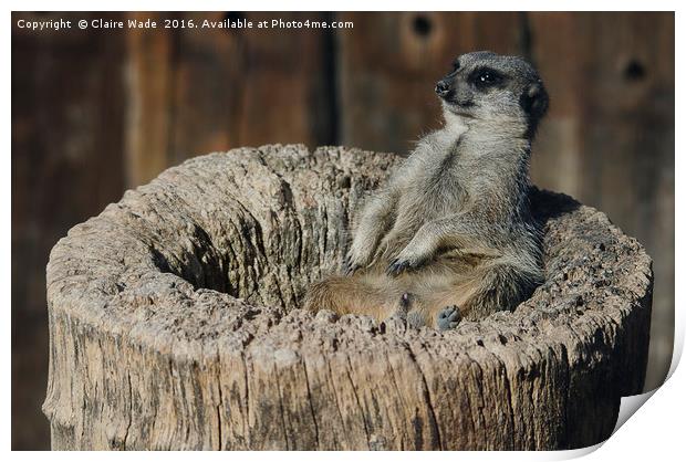 Relaxed Meerkat in the Sun Print by Claire Wade