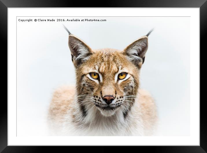Eurasian Lynx Framed Mounted Print by Claire Wade