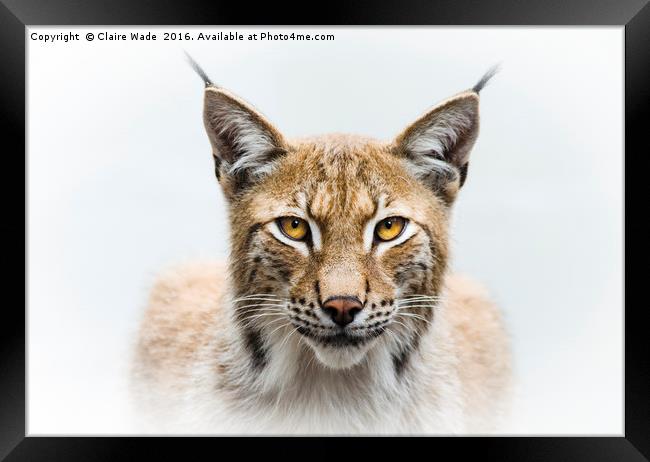 Eurasian Lynx Framed Print by Claire Wade