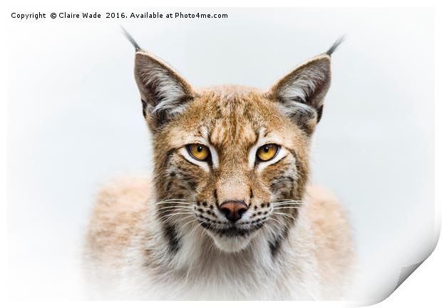 Eurasian Lynx Print by Claire Wade