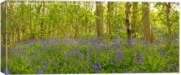Enchanting Bluebell Forest Canvas Print by MICHAEL YATES