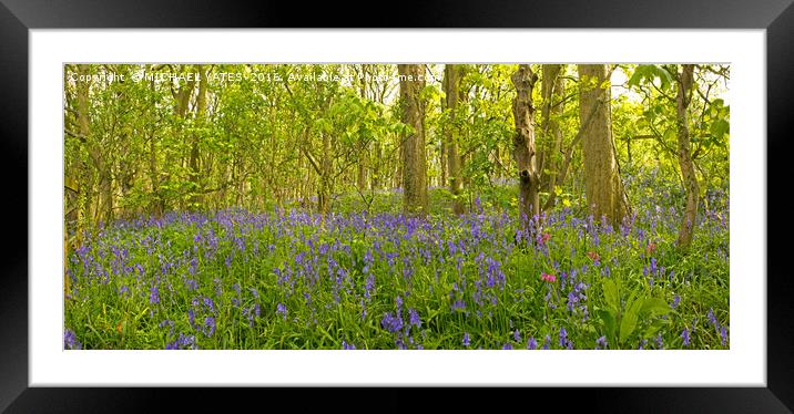 Enchanting Bluebell Forest Framed Mounted Print by MICHAEL YATES