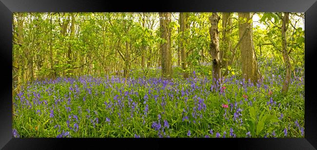 Enchanting Bluebell Forest Framed Print by MICHAEL YATES