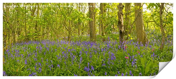 Enchanting Bluebell Forest Print by MICHAEL YATES