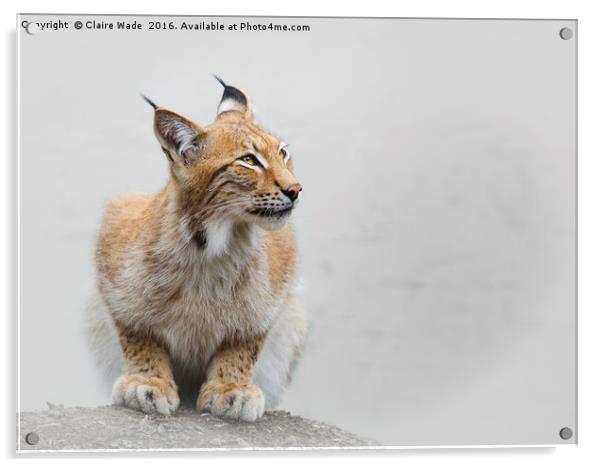 Beautiful Eurasian Lynx Acrylic by Claire Wade