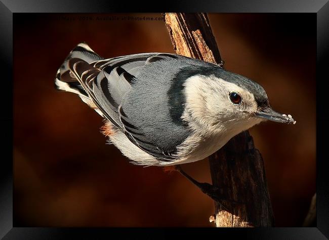 White Breasted Nuthatch  Framed Print by Paul Mays