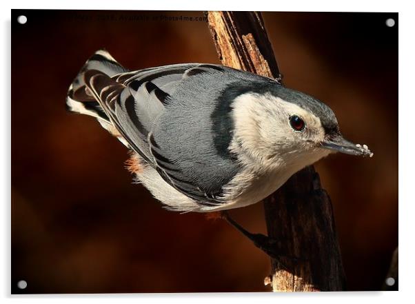 White Breasted Nuthatch  Acrylic by Paul Mays