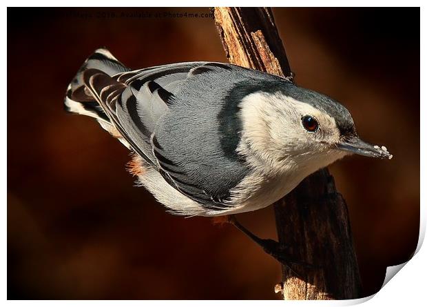 White Breasted Nuthatch  Print by Paul Mays