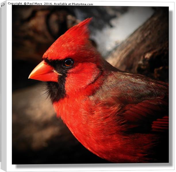 Male Northern Cardinal Portrait  Canvas Print by Paul Mays