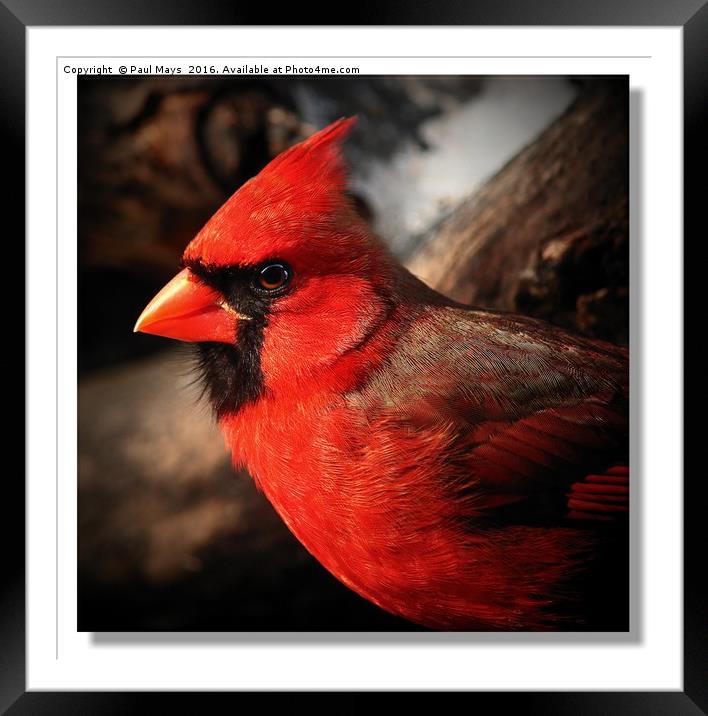Male Northern Cardinal Portrait  Framed Mounted Print by Paul Mays