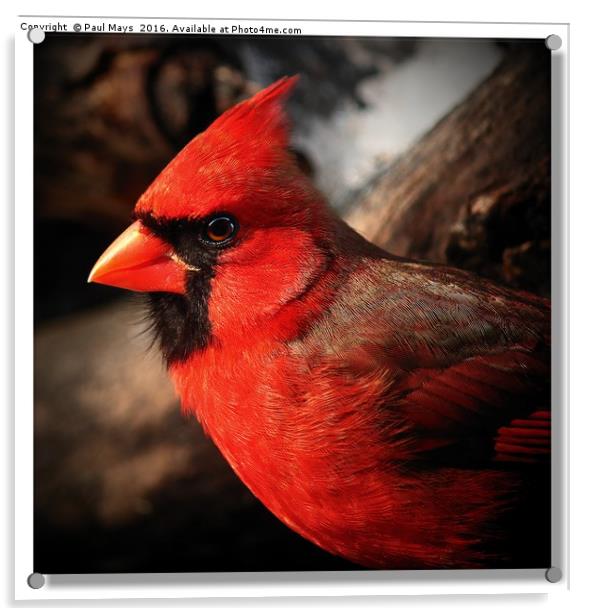Male Northern Cardinal Portrait  Acrylic by Paul Mays