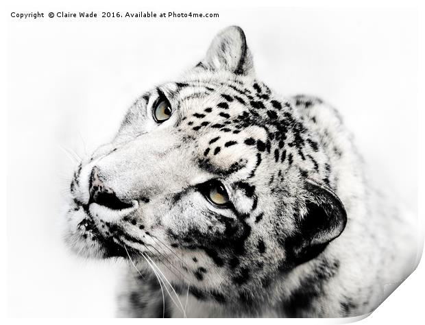 Snow Leopard on White Print by Claire Wade