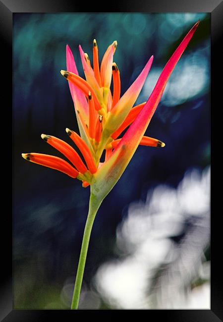 Bird-of-Paradise Flower Framed Print by Phil Swindin
