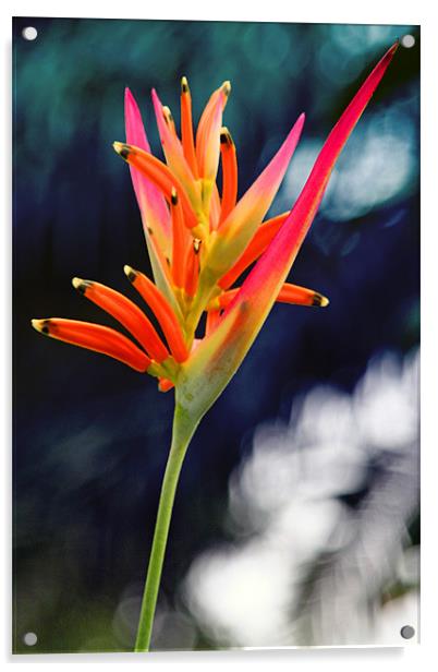 Bird-of-Paradise Flower Acrylic by Phil Swindin