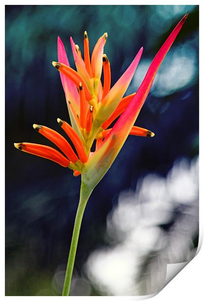 Bird-of-Paradise Flower Print by Phil Swindin