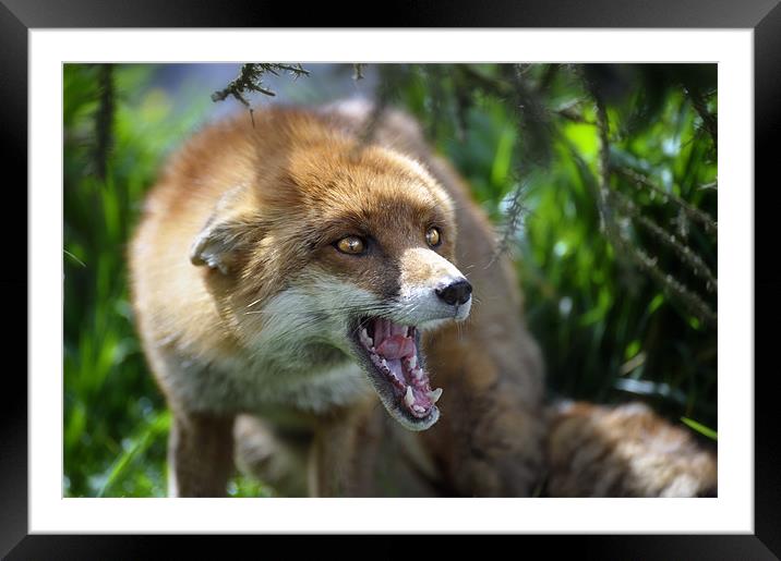 Fox at the British Wildlife Centre Framed Mounted Print by Stephen Mole