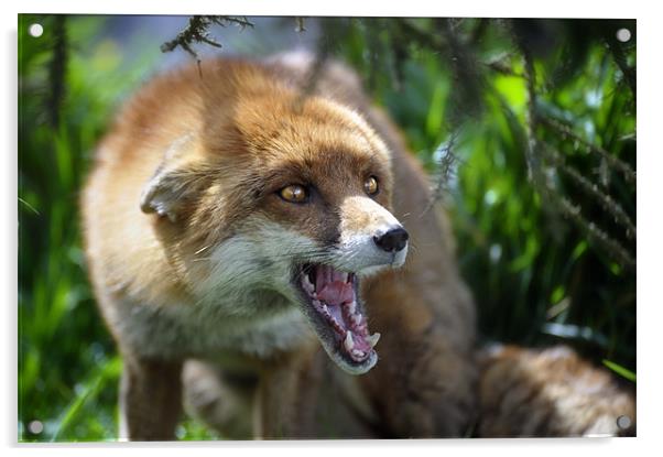 Fox at the British Wildlife Centre Acrylic by Stephen Mole