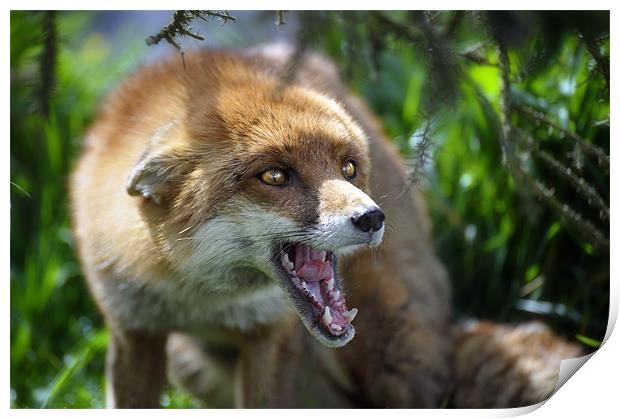 Fox at the British Wildlife Centre Print by Stephen Mole