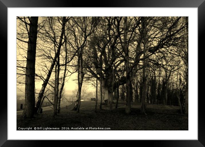 Leafless but not Lifeless Framed Mounted Print by Bill Lighterness
