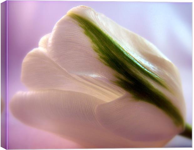 White Tulip Canvas Print by Aj’s Images