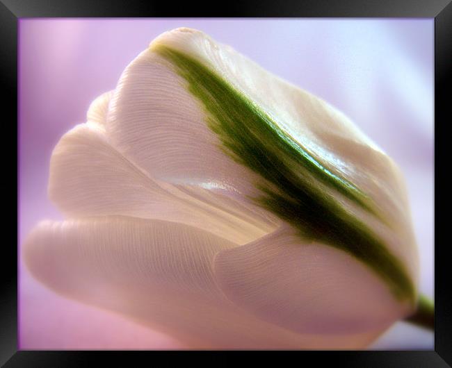 White Tulip Framed Print by Aj’s Images