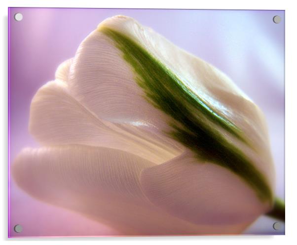 White Tulip Acrylic by Aj’s Images