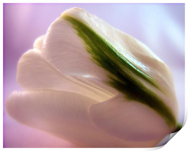 White Tulip Print by Aj’s Images