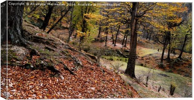 The beauties of Autumn in OLANG jungle17, Canvas Print by Ali asghar Mazinanian