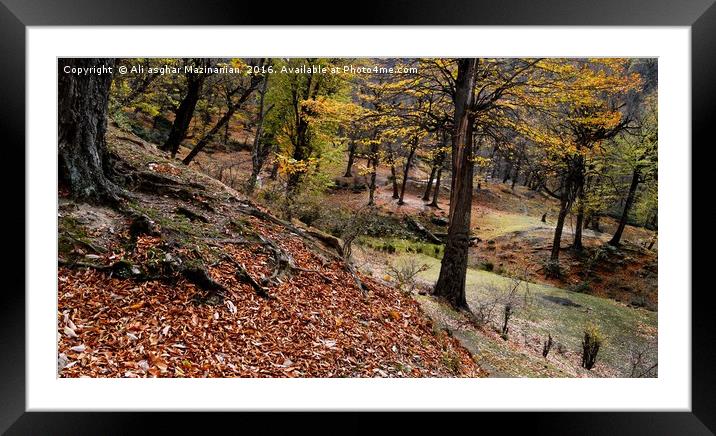 The beauties of Autumn in OLANG jungle17, Framed Mounted Print by Ali asghar Mazinanian