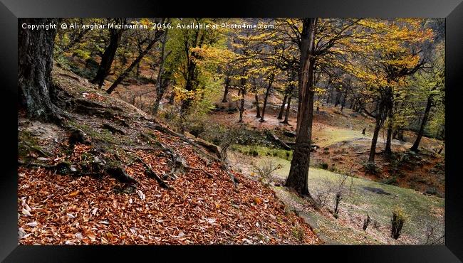 The beauties of Autumn in OLANG jungle17, Framed Print by Ali asghar Mazinanian