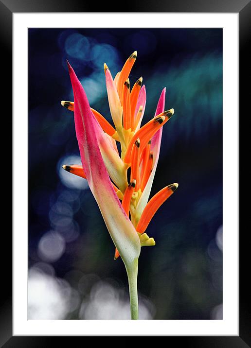 Bird-of-Paradise Flower 2 Framed Mounted Print by Phil Swindin