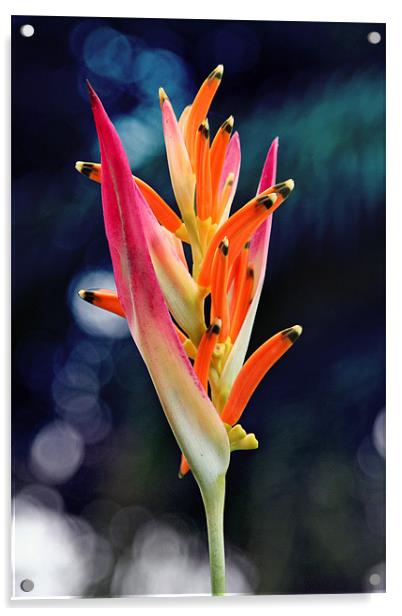 Bird-of-Paradise Flower 2 Acrylic by Phil Swindin