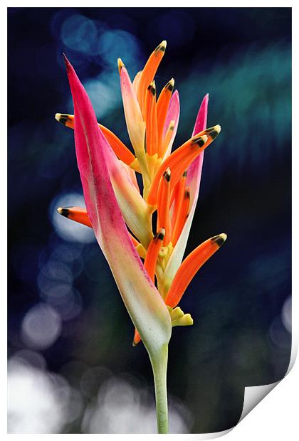 Bird-of-Paradise Flower 2 Print by Phil Swindin